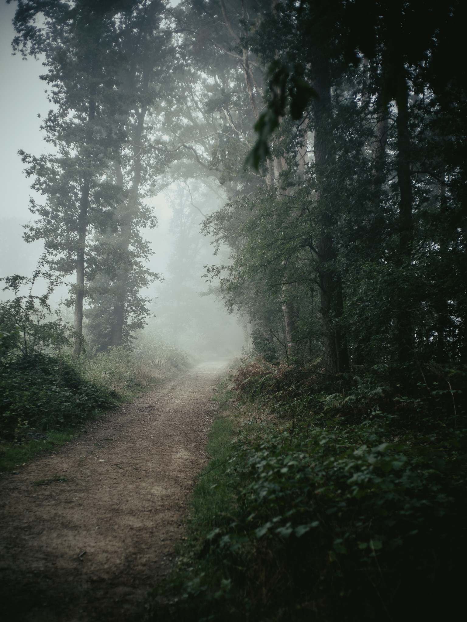 Misty Woods seen and photographed by Martin Nienberg