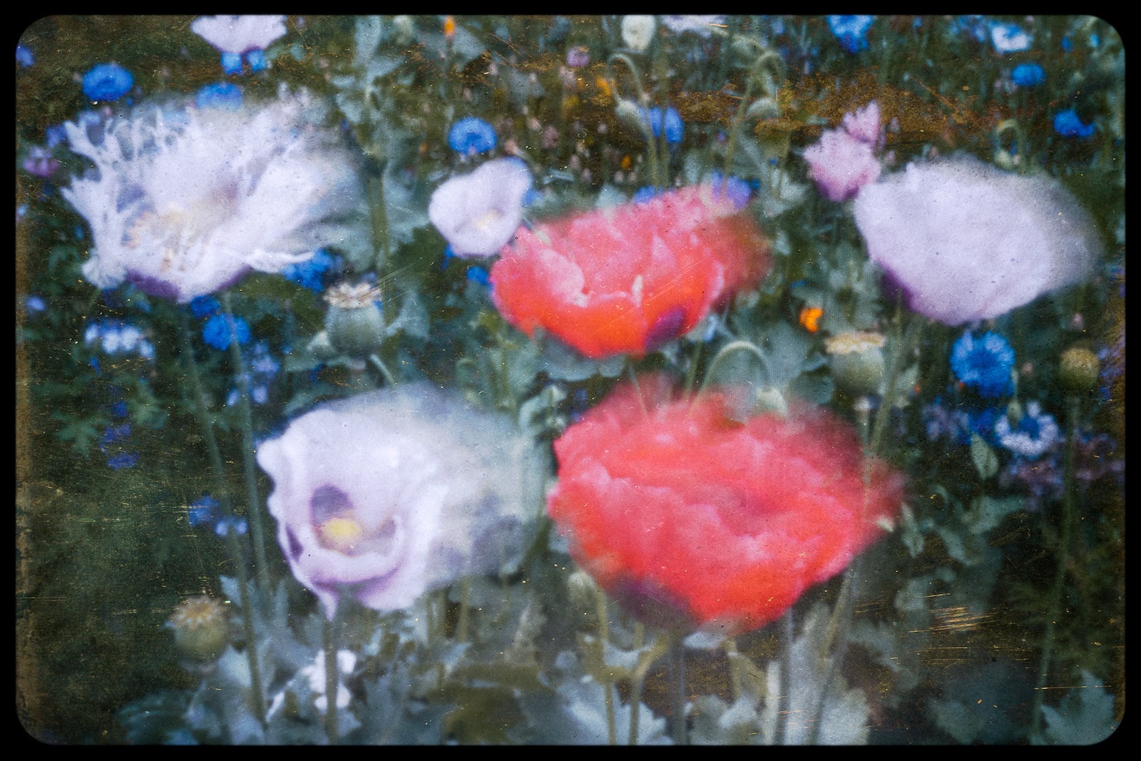 Pinhole photograph of poppies in motion by Martin Nienberg